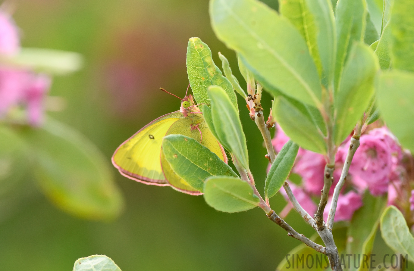 Colias interior [400 mm, 1/500 sec at f / 7.1, ISO 1600]